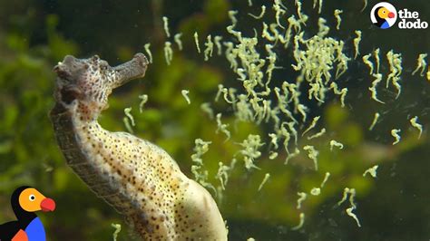 Seahorse Dads Give Birth To Thousands Of Babies The Dodo Pet News Live