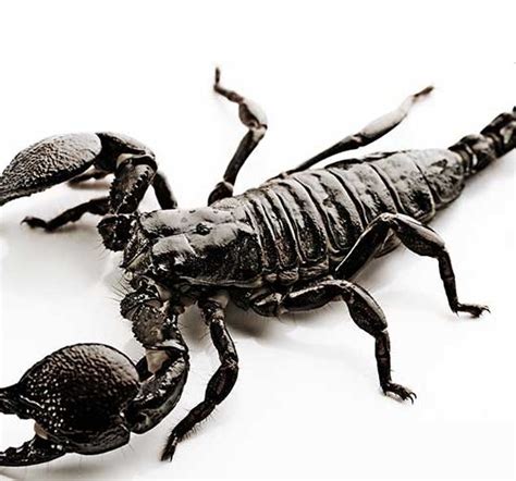 Scorpio Insect Mice