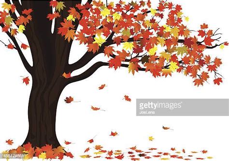 A Tree With Branches Falling Leaves Photos And Premium High Res
