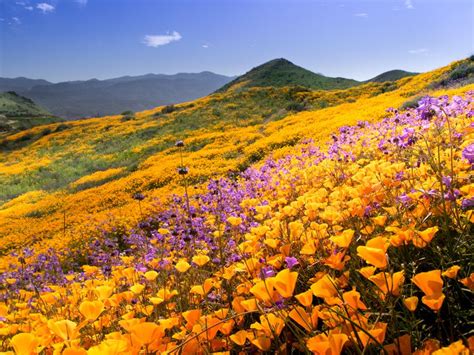 An unusually wet winter has created a super bloom in southern california with scenery so stunning it's stopping traffic. Southern California Will Soon See Another Booming ...