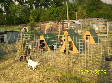 Learn vocabulary, terms and more with flashcards, games and wade davis bill. Welcome - Absent Jack Acres | Goat house, Goat barn, Goats