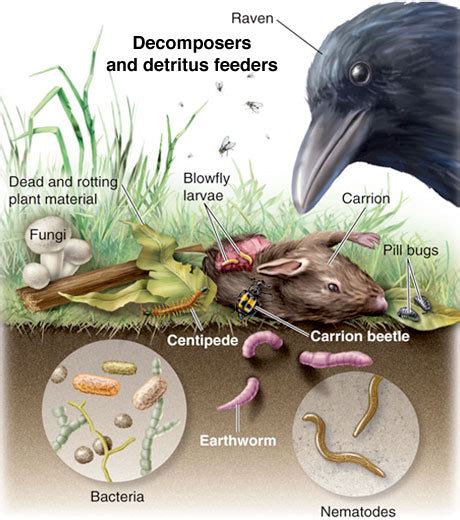 Decomposers feed on dead things: Decomposers - Food Chain Cycles