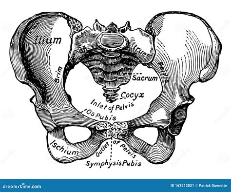 Female Pelvis Bone Anatomy Vector Illustration