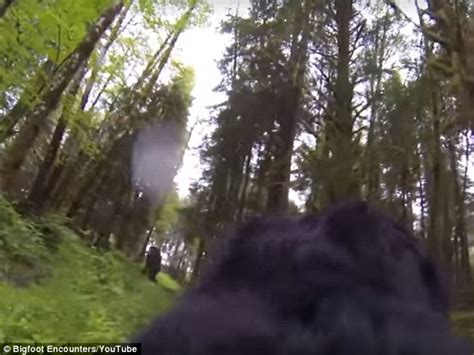 Dog With A Gopro Strapped To Its Back Stumbled Upon Bizarre Creature In