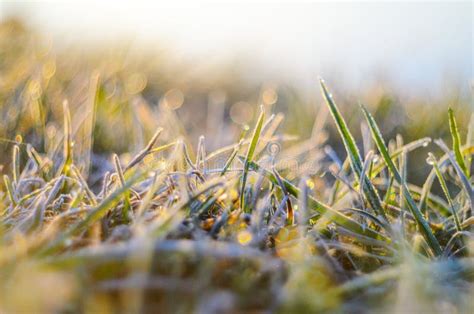 Frost On Green Grass Stock Photo Image Of Cover Morning 111323066