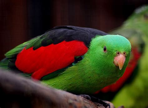 Free Images Bird Green Red Beak Fauna Lorikeet Lovebird Macaw