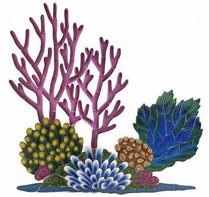 Coral Reef Clipart Drawing Oasis Backyard Overview