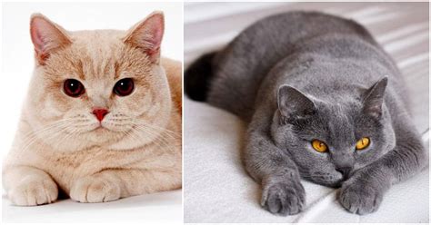 British Shorthair Cat Breed Personality Information And Characteristics