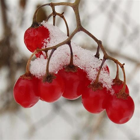 Wild Cherries Photograph By Alicia Joerger
