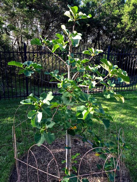 However, it's pretty easy to protect your plants from rabbits in an attractive way. fruit trees Archives | Diana's Designs Austin
