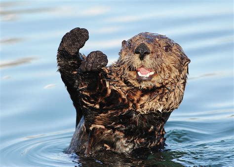 Watch This Video Adorable Orphaned Sea Otter Pup Gets His Fur Fluffed