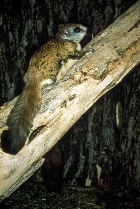 Northern Flying Squirrel Glaucomys Sabrinus Natureworks