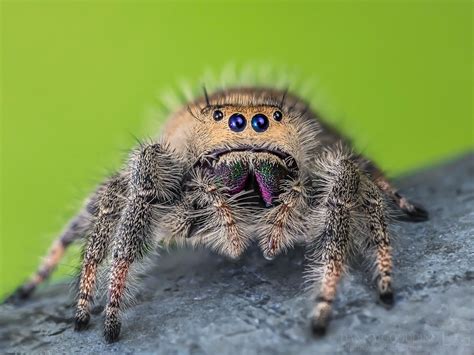 A Close Up Of A Jumping Spider On A Rock With Its Eyes Open And Tongue Out