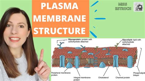 Plasma Membrane Structure And Function Phospholipid Bilayer For A