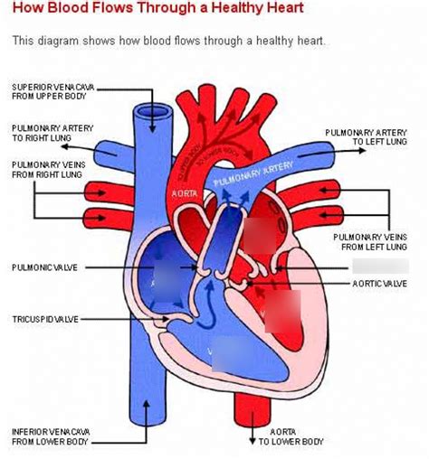 Blood Circulation Diagram P2 Diagram Quizlet
