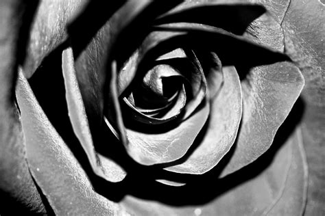 Free Rose Black And White Download Free Rose Black And White Png Images Free Cliparts On