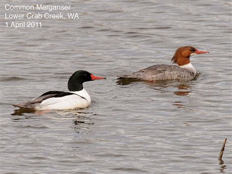 Northwest Nature Notes Mergansers The Toothy Ducks