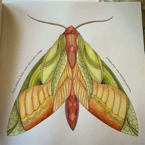 To clarify the list of pictures that you see: Luxury Hawk Moth Coloring Pages - flower wallpaper