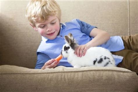 ¿cuánto Cuesta Un Conejo Mascota Para Cuidar Point Pet