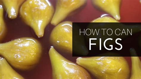 EASY Canning Figs Recipe For WHOLE FIGS YouTube