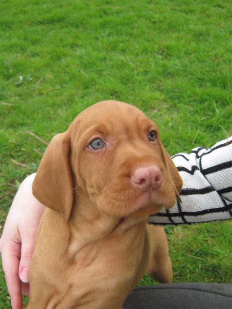 You can find vizslas available for adoption from dog rescue groups or from the animal shelter. STUNNING WIREHAIRED HUNGARIAN VIZSLA PUPPIES | Cowbridge ...