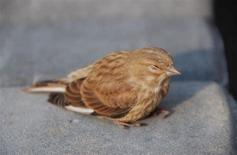How Do Birds Sleep All You Need To Know I Thebirdpedia