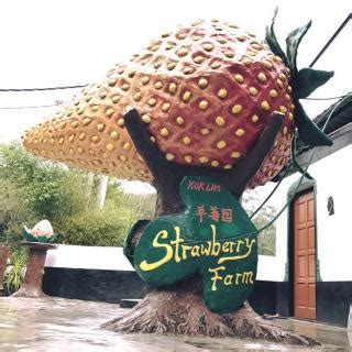 Cameron highlands's big red strawberry farm is a perfect getaway destination. Kok Lim Strawberry Farm, Cameron Highlands | Ticket Price ...