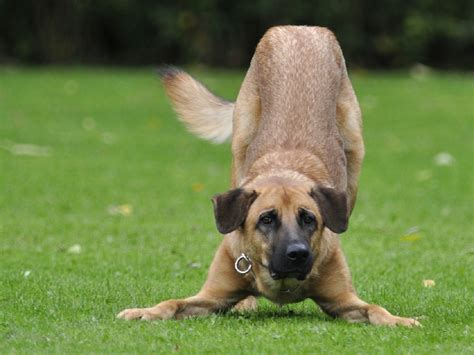 Why Do Dogs Stretch Dog Discoveries