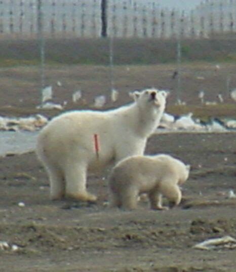 Barrow Ak Polar Bear Adult And Juvenile Barrow Photo Picture