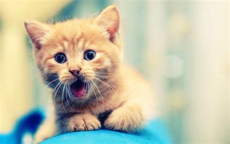 🔥 Download Cute Kitten Wallpaper Hd By Scottk36 Kittens Wallpaper