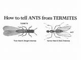 Termite Wings Vs Ant Wings Photos