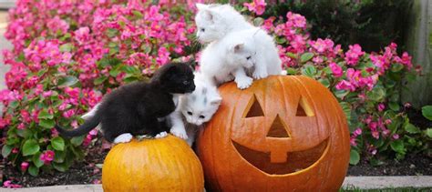 Can Cats Eat Pumpkin Yes Try These Recipes Litter Robot Blog