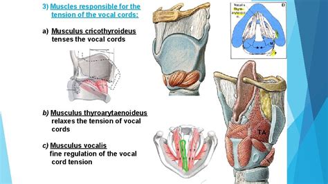 Larynx Larynx Neonate Adult Cartilagines Laryngis Cartilago Thyroidea