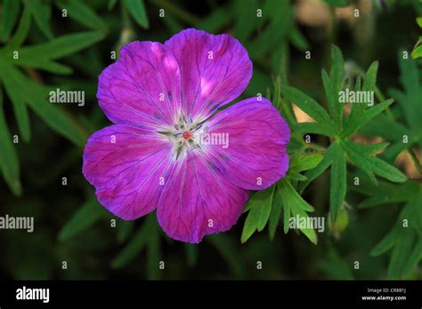 Cranesbill Geranium Flower Stock Photo Alamy