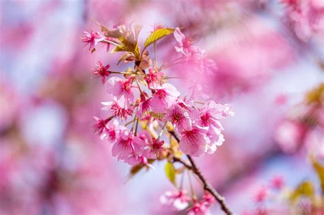 Pink Cherry Blossom Beautiful Sakura Flowers During Spring Season In