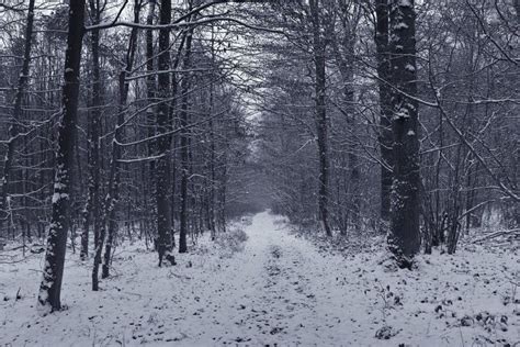 Snowy Dark Forest Wallpaper ·① Wallpapertag