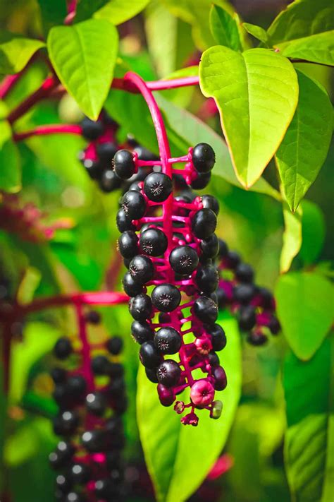 Foraging For Elderberries And Elderflowers Identification