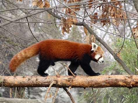 280 Adorable Red Panda Names For Forests Cutest Rascals Animal Hype