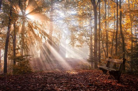 Nature Landscape Park Bench Leaves Sun Rays Fall Trees Mist Sunlight Wallpaper And Background