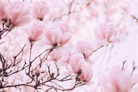 Pink Flower Tree Detail Bokeh Background Stock Photo Image Of