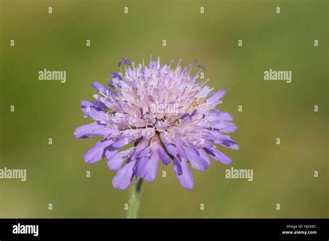 Field Scabious Knautia Arvensis A Purple Flower Of Summer Chalk