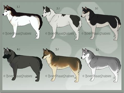 Siberian Husky Designs For Sale Closed By Xmush Kennelsx On Deviantart