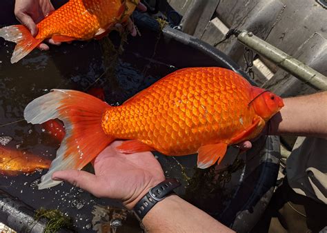 Dont Dump Your Pet Invasive Giant Goldfish In Mn Lake Prompt Warning