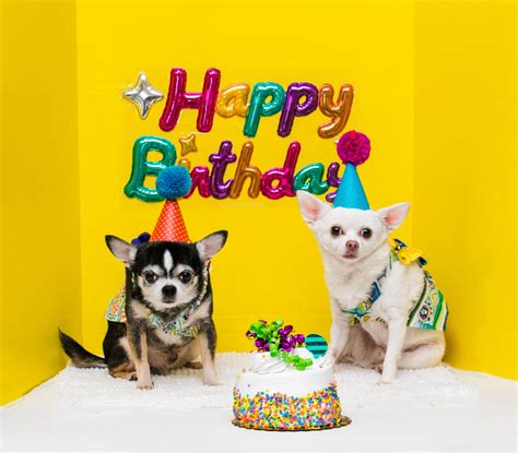 Happy Birthday to my Chihuahuas Bogie and Kimba! | Anthony Rubio ...