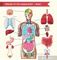 Anatomie Lidského Těla Lidské Tělo Orgány