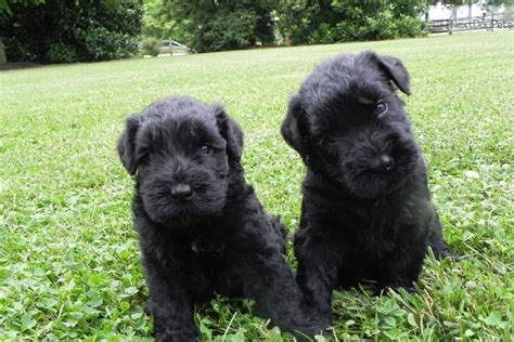 Meet Male A Cute Schnauzer Giant Puppy For Sale For 1000 Akc Black