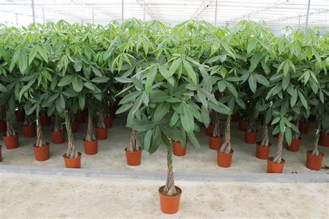 It is known by its nonscientific names malabar chestnut, french peanut, guiana chestnut, provision tree, saba nut, monguba , pumpo and is commercially sold under the names money tree and money plant. What Is A Money Tree? | The Tree Center™