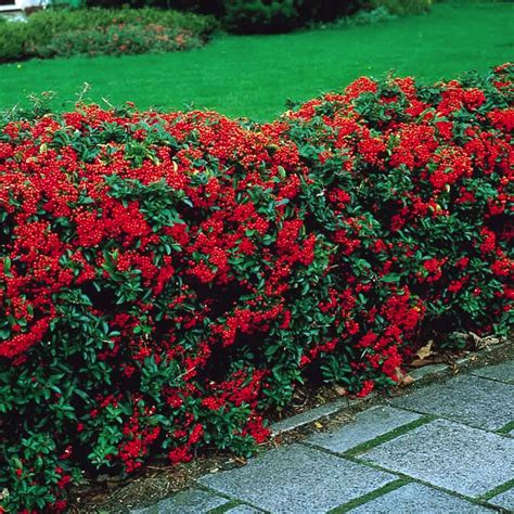 List Of Evergreen Privacy Shrubs Simple Ideas Home Decorating Ideas