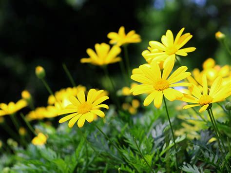 Yellow Wild Chrysanthemum Bloom Photo Preview