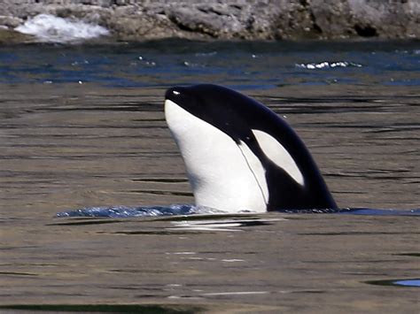 Gangs Of Aggressive Killer Whales Are Shaking Down Alaska